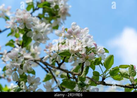 Weiße Blüten auf Zweigen im Obstgarten mit Kirsch- und Apfelbäumen. Wunderschöne Natur. Blumensaison. Hintergrund mit Kopierbereich. Hochwertiges Fotopapier Stockfoto