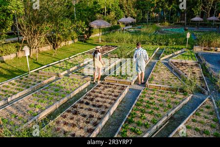 Gemeinschaftsküche Garten. Erhöhte Gartenbeete mit Pflanzen im Gemüsegarten in Thailand Stockfoto