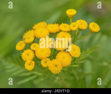 Tanacetum vulgare Stockfoto