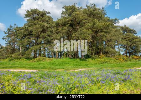 Kings Standing Clump, antikes Denkmal, Ashdown Forest, East sussex, English, Bluebells, Hyacinthoides non-scripta im Vordergrund. Stockfoto