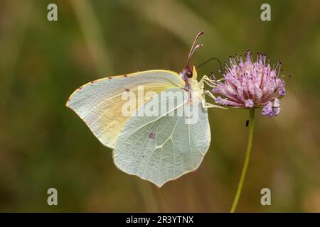 Gonepteryx cleopatra, männlicher Schmetterling, bekannt als Cleopatra und Cleopatra Schmetterling Stockfoto