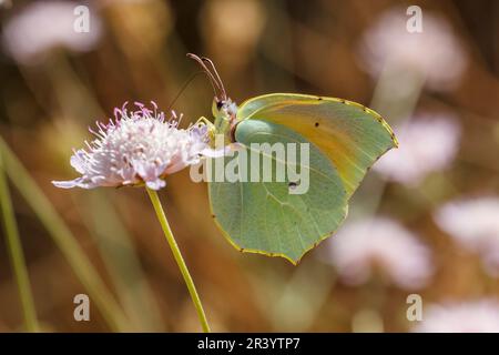 Gonepteryx cleopatra, männlicher Schmetterling, bekannt als Cleopatra und Cleopatra Schmetterling Stockfoto