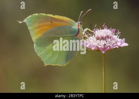 Gonepteryx cleopatra, männlicher Schmetterling, bekannt als Cleopatra und Cleopatra Schmetterling Stockfoto