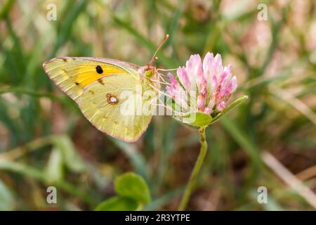 Colias croceus, Syn. Colias crocea, auch bekannt als dunkelwolkig gelb, gemein trüb gelb Stockfoto