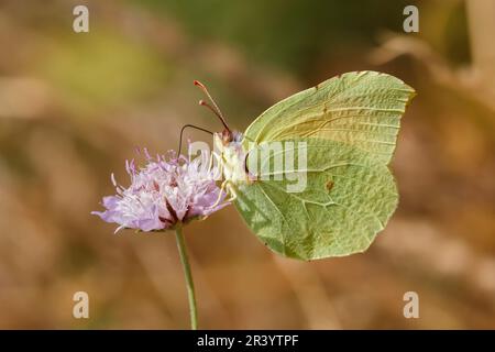 Gonepteryx cleopatra, männlicher Schmetterling, bekannt als Cleopatra und Cleopatra Schmetterling Stockfoto