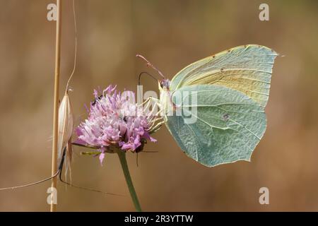 Gonepteryx cleopatra, männlicher Schmetterling, bekannt als Cleopatra und Cleopatra Schmetterling Stockfoto