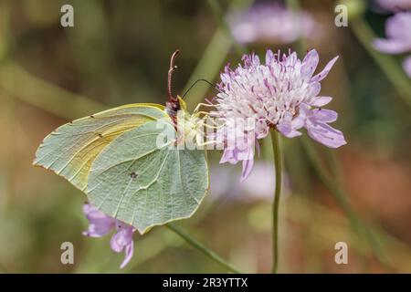 Gonepteryx cleopatra, männlicher Schmetterling, bekannt als Cleopatra und Cleopatra Schmetterling Stockfoto