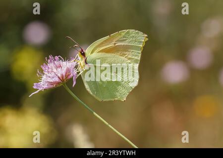 Gonepteryx cleopatra, männlicher Schmetterling, bekannt als Cleopatra und Cleopatra Schmetterling Stockfoto