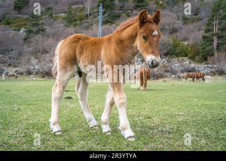 Kleines Pferd in den katalanischen Pyrenäen Stockfoto