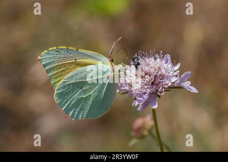 Gonepteryx cleopatra, männlicher Schmetterling, bekannt als Cleopatra und Cleopatra Schmetterling Stockfoto