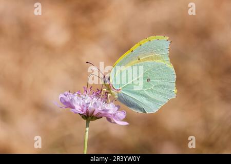 Gonepteryx cleopatra, männlicher Schmetterling, bekannt als Cleopatra und Cleopatra Schmetterling Stockfoto