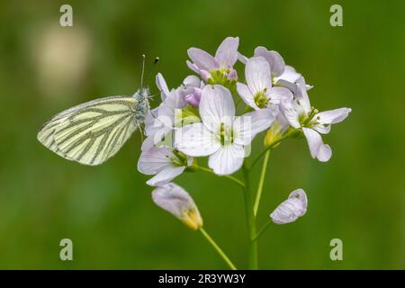 Pieris napi, bekannt als grün-weißer, grüner, veiniger weißer Schmetterling Stockfoto