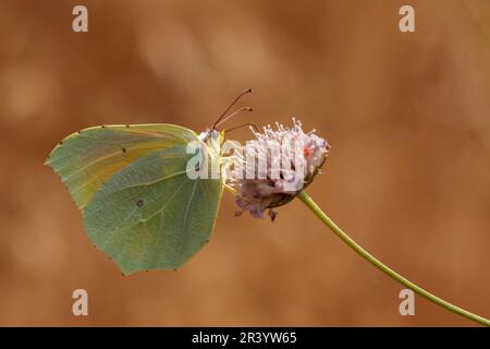 Gonepteryx cleopatra, männlicher Schmetterling, bekannt als Cleopatra und Cleopatra Schmetterling Stockfoto