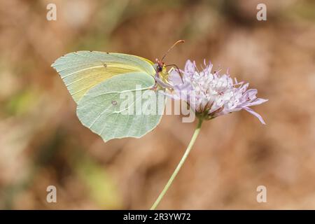 Gonepteryx cleopatra, männlicher Schmetterling, bekannt als Cleopatra und Cleopatra Schmetterling Stockfoto