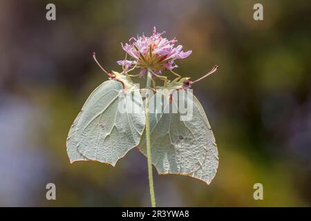Gonepteryx cleopatra, Kleopatrafalter, MittelmeerZitronenfalter
