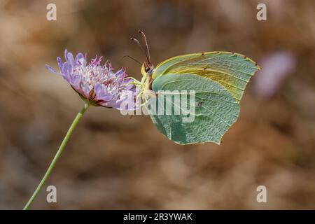 Gonepteryx cleopatra, männlicher Schmetterling, bekannt als Cleopatra und Cleopatra Schmetterling Stockfoto