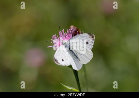 Pieris rapae, bekannt als kleiner weißer, kleiner Kohlweiß, Kohlschmetterling, Kohlweiß Stockfoto