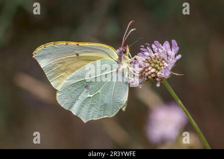 Gonepteryx cleopatra, männlicher Schmetterling, bekannt als Cleopatra und Cleopatra Schmetterling Stockfoto