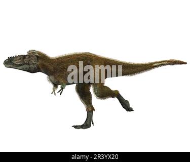 Raptorex-Dinosaurier, Seitenansicht auf weißem Hintergrund. Stockfoto