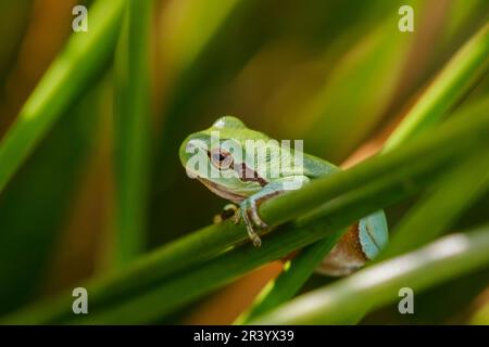 Hyla arborea, auch bekannt als Europäischer Baumfrosch, Baumfrosch, Gemeiner Baumfrosch aus Deutschland Stockfoto