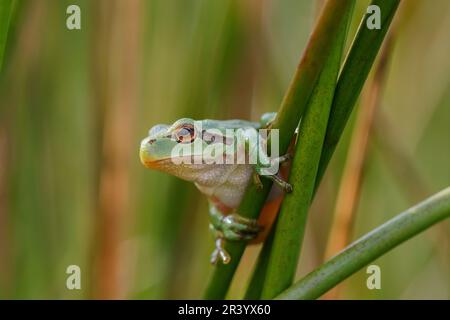 Hyla arborea, auch bekannt als Europäischer Baumfrosch, Baumfrosch, Gemeiner Baumfrosch aus Deutschland Stockfoto