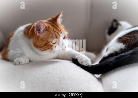 Zwei heimische weiße Katzen, die auf einem weißen Sofa spielen. Schließen Stockfoto