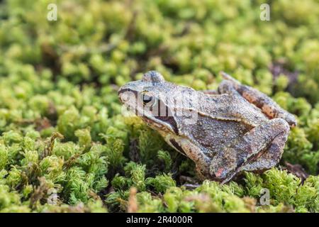 Rana dalmatina, bekannt als Agile Frog, Spring Frog, Leap Frog, Dalmatiner Frosch aus Deutschland Stockfoto