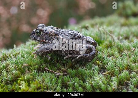 Epidalea calamita, Syn. Bufo calamita, bekannt als Natterjack Kröte, laufende Kröte aus Deutschland Stockfoto
