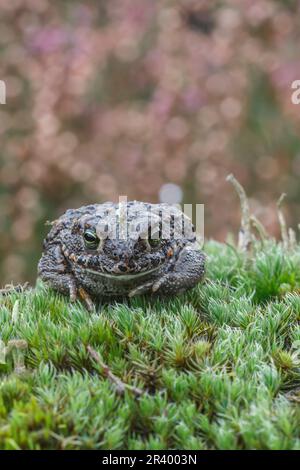 Epidalea calamita, Syn. Bufo calamita, bekannt als Natterjack Kröte, laufende Kröte aus Deutschland Stockfoto