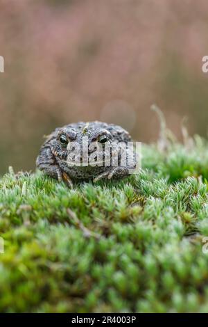 Epidalea calamita, Syn. Bufo calamita, bekannt als Natterjack Kröte, laufende Kröte aus Deutschland Stockfoto