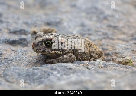 Epidalea calamita, Syn. Bufo calamita, bekannt als Natterjack Kröte, laufende Kröte aus Deutschland Stockfoto