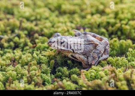 Rana dalmatina, bekannt als Agile Frog, Spring Frog, Leap Frog, Dalmatiner Frosch aus Deutschland Stockfoto