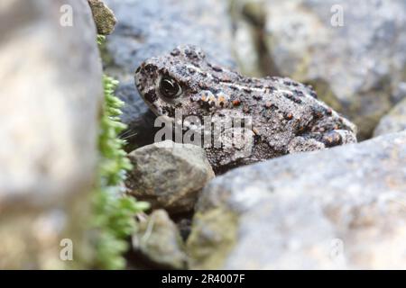 Epidalea calamita, Syn. Bufo calamita, bekannt als Natterjack Kröte, laufende Kröte Stockfoto