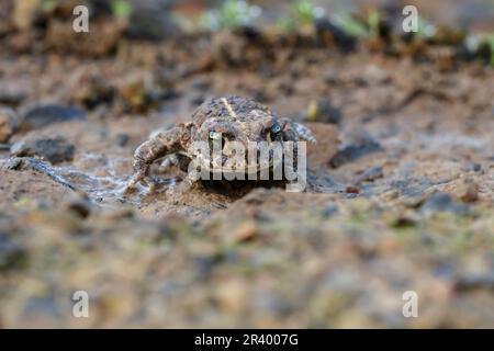 Epidalea calamita, Syn. Bufo calamita, bekannt als Natterjack Kröte, laufende Kröte Stockfoto