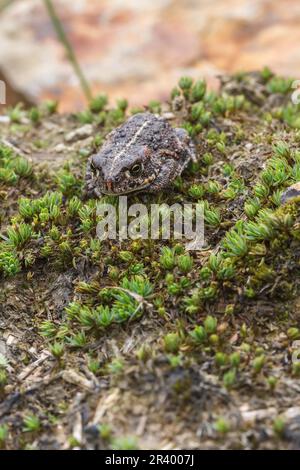 Epidalea calamita, Syn. Bufo calamita, bekannt als Natterjack Kröte, laufende Kröte aus Deutschland Stockfoto