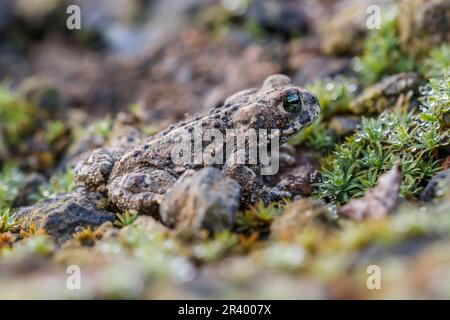 Epidalea calamita, Syn. Bufo calamita, bekannt als Natterjack Kröte, laufende Kröte Stockfoto