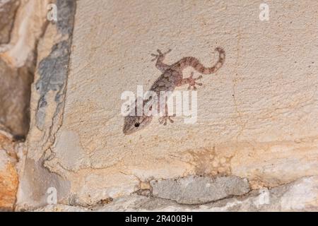 Tarentola mauritanica, bekannt als maurischer Gecko, europäischer Gecko, Gemeiner Mauergecko, Mauergecko Stockfoto