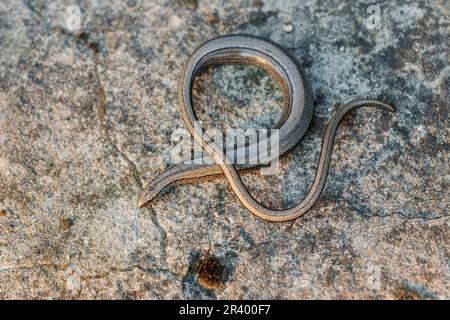 Anguis fragilis, auch bekannt als Blindwurm, Blindwurm, Schleuderwurm, langsamer Wurm, Taubheit, gewöhnlicher Schlangenwurm Stockfoto