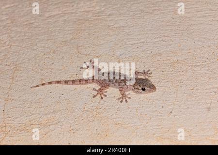 Tarentola mauritanica, bekannt als maurischer Gecko, europäischer Gecko, Gemeiner Mauergecko, Mauergecko Stockfoto