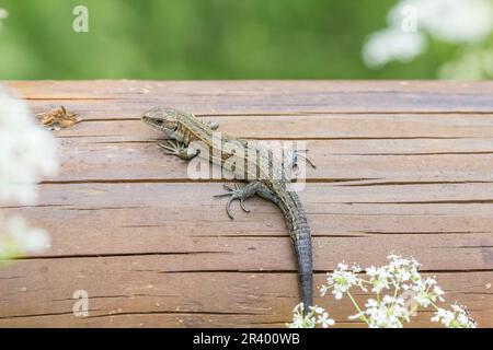 Zootoca vivipara, Syn. Lacerta vivivipara, bekannt als Gemeine Eidechse, lebhafte Eidechse Stockfoto