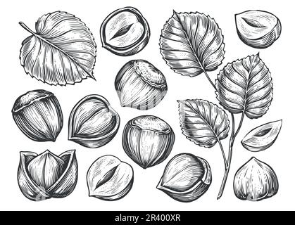 Satz handgezogene Muttern. Haselnussskizze. Geschälte Kerne und in der Schale. Vektordarstellung der Gravur Stock Vektor