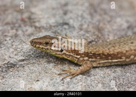 Podarcis muralis, bekannt als Gemeine Wandeidechse, Europäische Wandeidechse, Wandeidechse Stockfoto