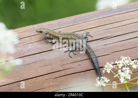 Zootoca vivipara, Syn. Lacerta vivivipara, bekannt als Gemeine Eidechse, lebhafte Eidechse Stockfoto