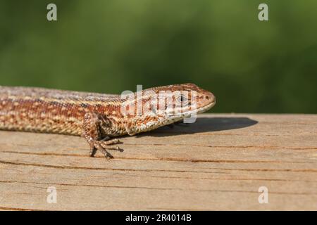 Zootoca vivipara, Syn. Lacerta vivivipara, bekannt als Gemeine Eidechse, lebhafte Eidechse Stockfoto