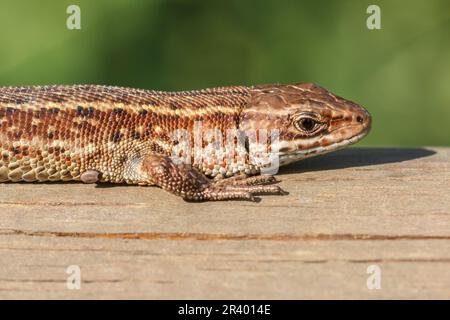 Zootoca vivipara, Syn. Lacerta vivivipara, bekannt als Gemeine Eidechse, lebhafte Eidechse Stockfoto