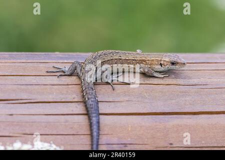 Zootoca vivipara, Syn. Lacerta vivivipara, bekannt als Gemeine Eidechse, lebhafte Eidechse Stockfoto