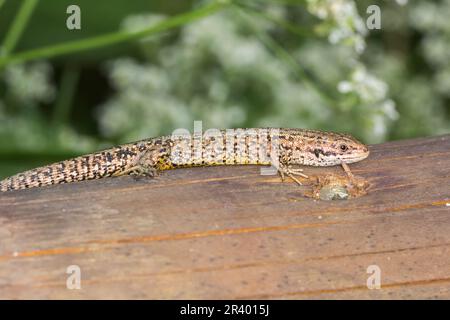 Zootoca vivipara, Syn. Lacerta vivivipara, bekannt als Gemeine Eidechse, lebhafte Eidechse Stockfoto