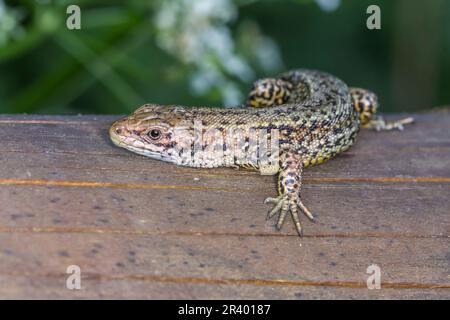 Zootoca vivipara, Syn. Lacerta vivivipara, bekannt als Gemeine Eidechse, lebhafte Eidechse Stockfoto