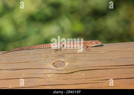 Zootoca vivipara, Syn. Lacerta vivivipara, bekannt als Gemeine Eidechse, lebhafte Eidechse Stockfoto