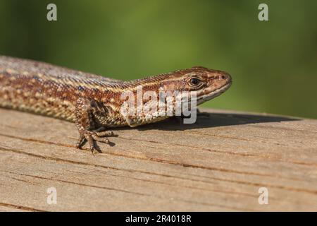 Zootoca vivipara, Syn. Lacerta vivivipara, bekannt als Gemeine Eidechse, lebhafte Eidechse Stockfoto